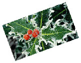 Photo of icy holly leaf & berries